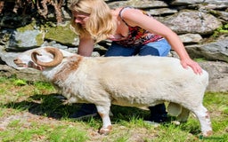 Sheep livestock for sale: Welsh Mountain Ram - Image 1