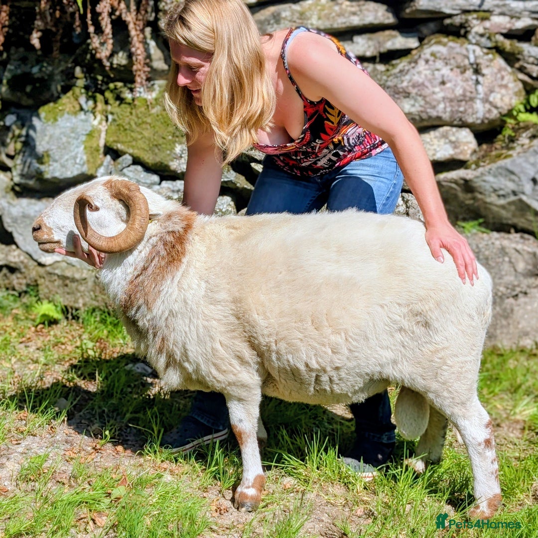 Sheep livestock for sale: Welsh Mountain Ram - Image 1