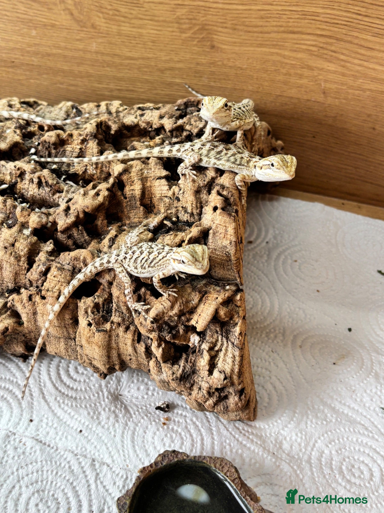 Bearded Dragon reptiles Baby bearded dragons  - Advert 1