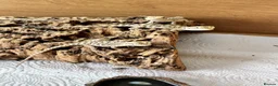 Bearded Dragon reptiles for sale: Baby bearded dragons  - Advert 1