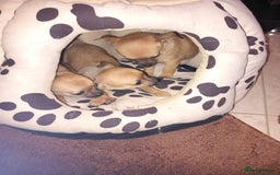 Chihuahua dogs for sale: Chihuahua puppies - Advert 5