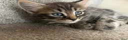 Mixed Breed cats for sale: Little of three kittens  - Advert 7