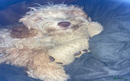 Mixed Breed dogs for sale: Beautiful chunky golden retriever x cockapoos  - Image 35