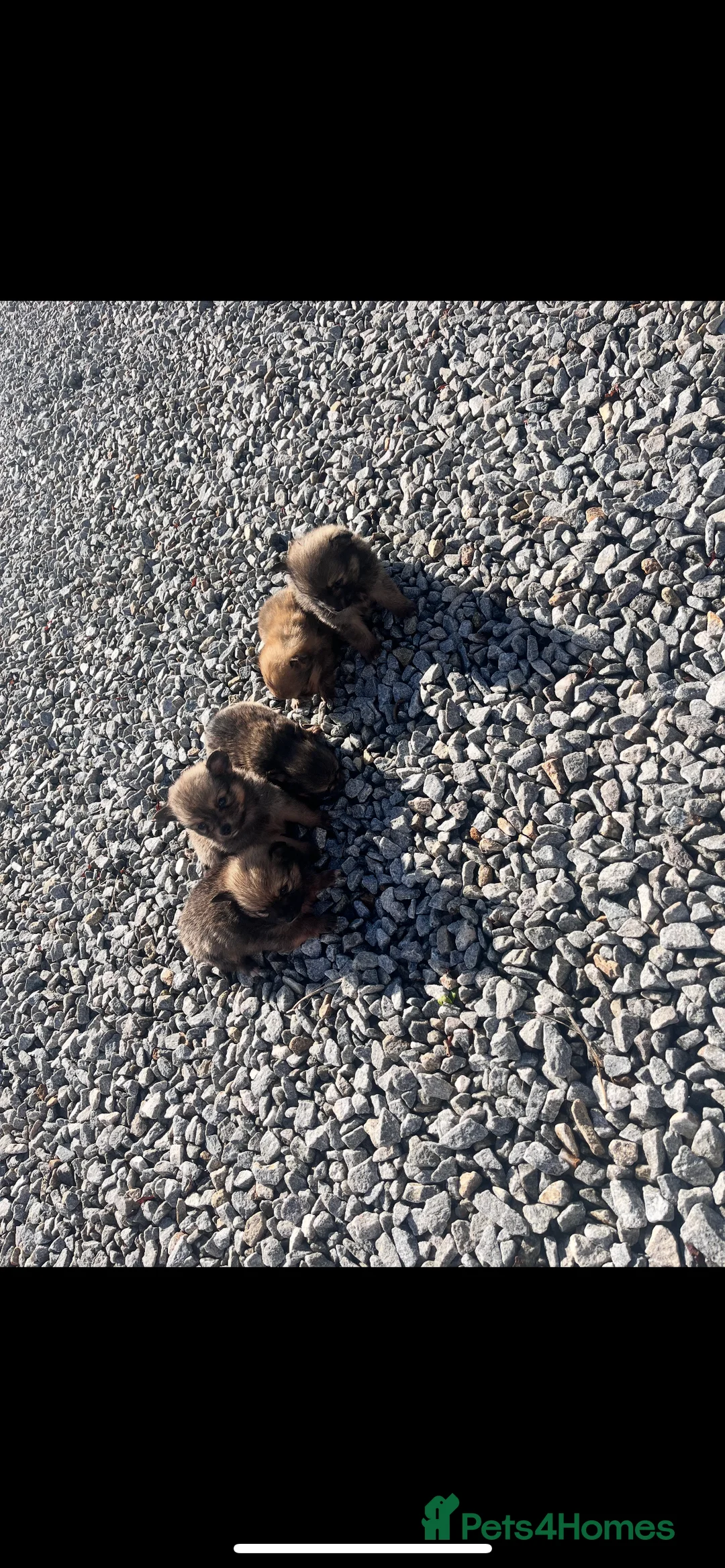 Pomeranian dogs for sale: Pomeranian - Advert 1