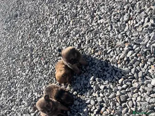 Pomeranian dogs Pomeranian - Advert 1