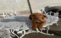 Hungarian Vizsla dogs for sale: 2 female Hungarian vizslas 17 weeks old - Image 7
