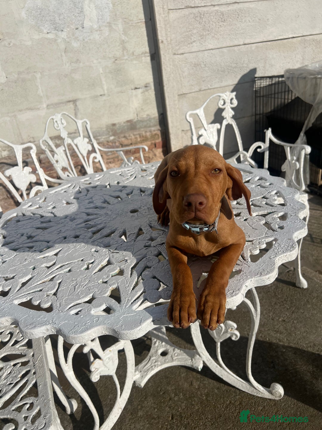 Hungarian Vizsla dogs for sale: 2 female Hungarian vizslas 17 weeks old - Image 7