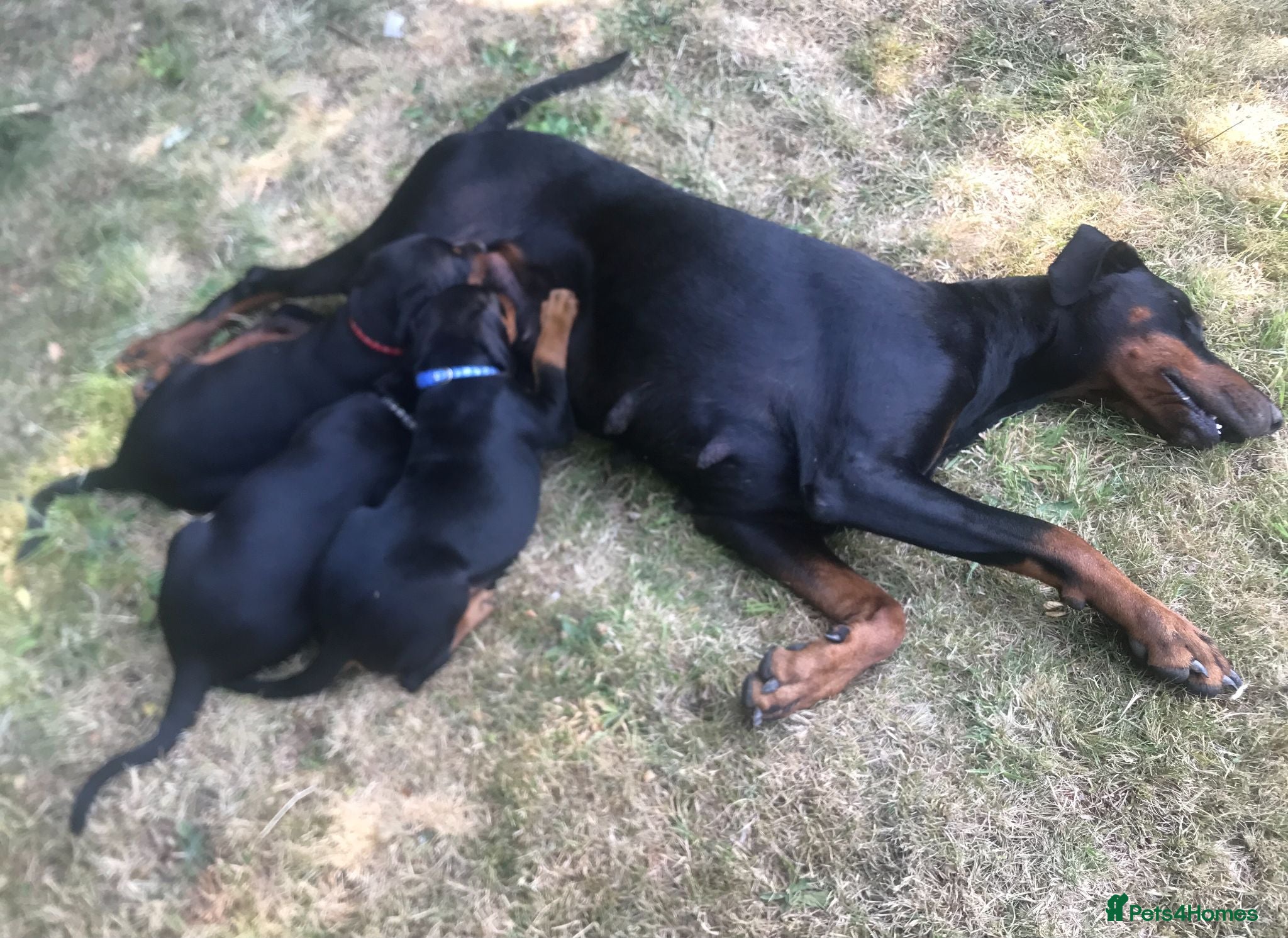 Dobermann dogs Naturally Bred Dobermann Puppies for Sale - Advert 2