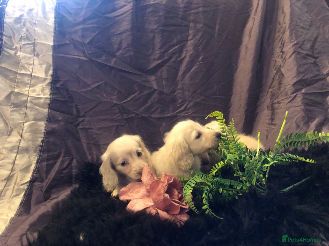 Miniature Dachshund dogs for sale: English Cream miniature dachshund  - Advert 18
