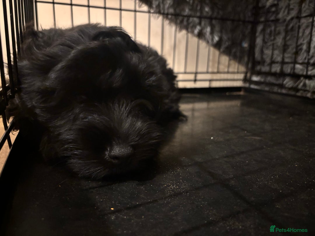 Mixed Breed dogs for sale: Pomeranian x Chihuahua puppies  - Advert 11