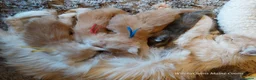 Maine Coon cats for sale: Stunning Maine Coon Kittens. Cream, Red, Tortie in Leyland - Advert 9