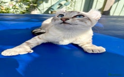 Keetso cats for sale: Breath taking polydactyl curled eared girl  - Image 23