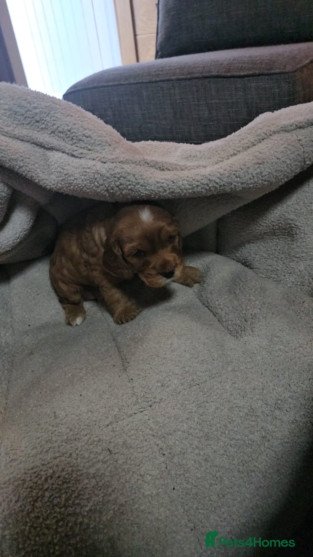 Cocker Spaniel dogs for sale: Beautiful cocker spaniel puppies - Image 17