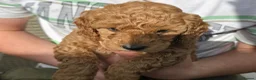Cockapoo dogs for sale: Fb2 Cockapoos looking for loving home - Advert 3