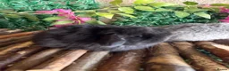 Mini Lop rabbits for sale: Top quality BRC mini lops - Advert 4