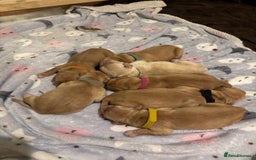 Golden Retriever dogs for sale: Beautiful Golden Retriever puppies  - Image 6