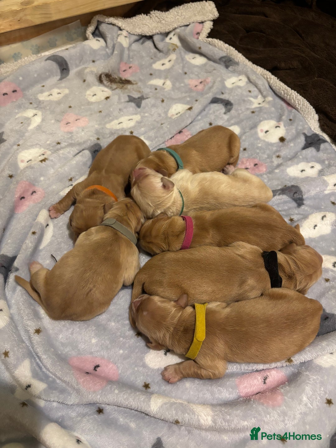 Golden Retriever dogs for sale: Beautiful Golden Retriever puppies  - Image 6