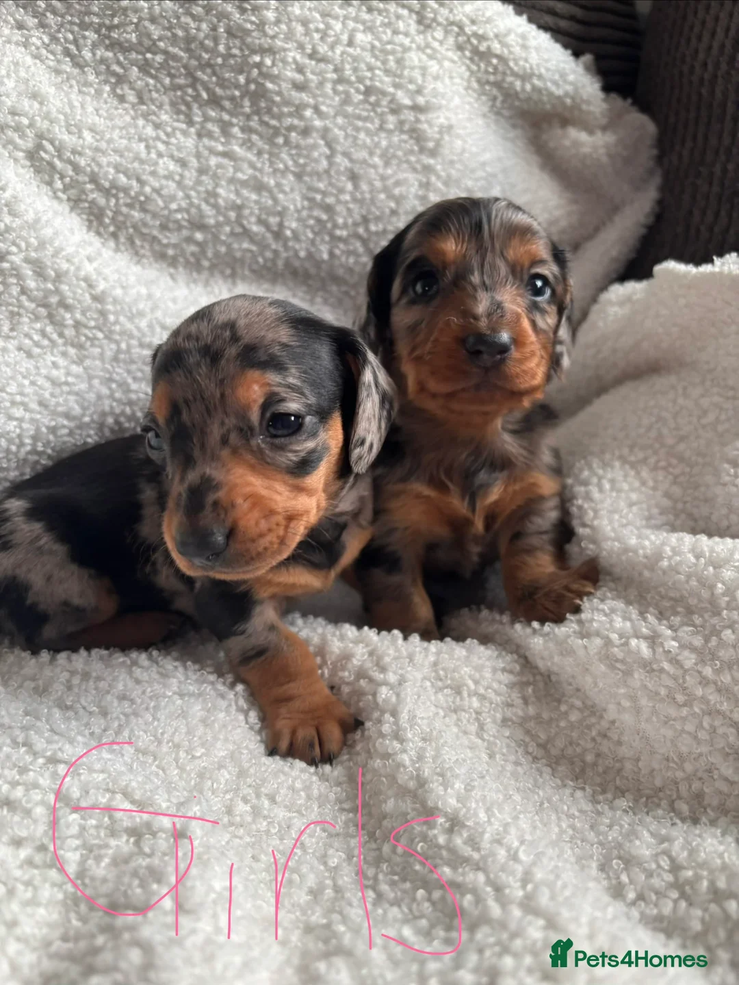 Miniature Dachshund dogs for sale: Beautiful miniature dachshunds 🤍 - Advert 1