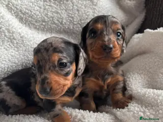 Miniature Dachshund dogs Beautiful miniature dachshunds 🤍 - Advert 2
