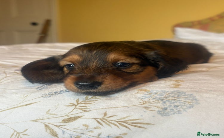 Dachshund dogs - Advert 11