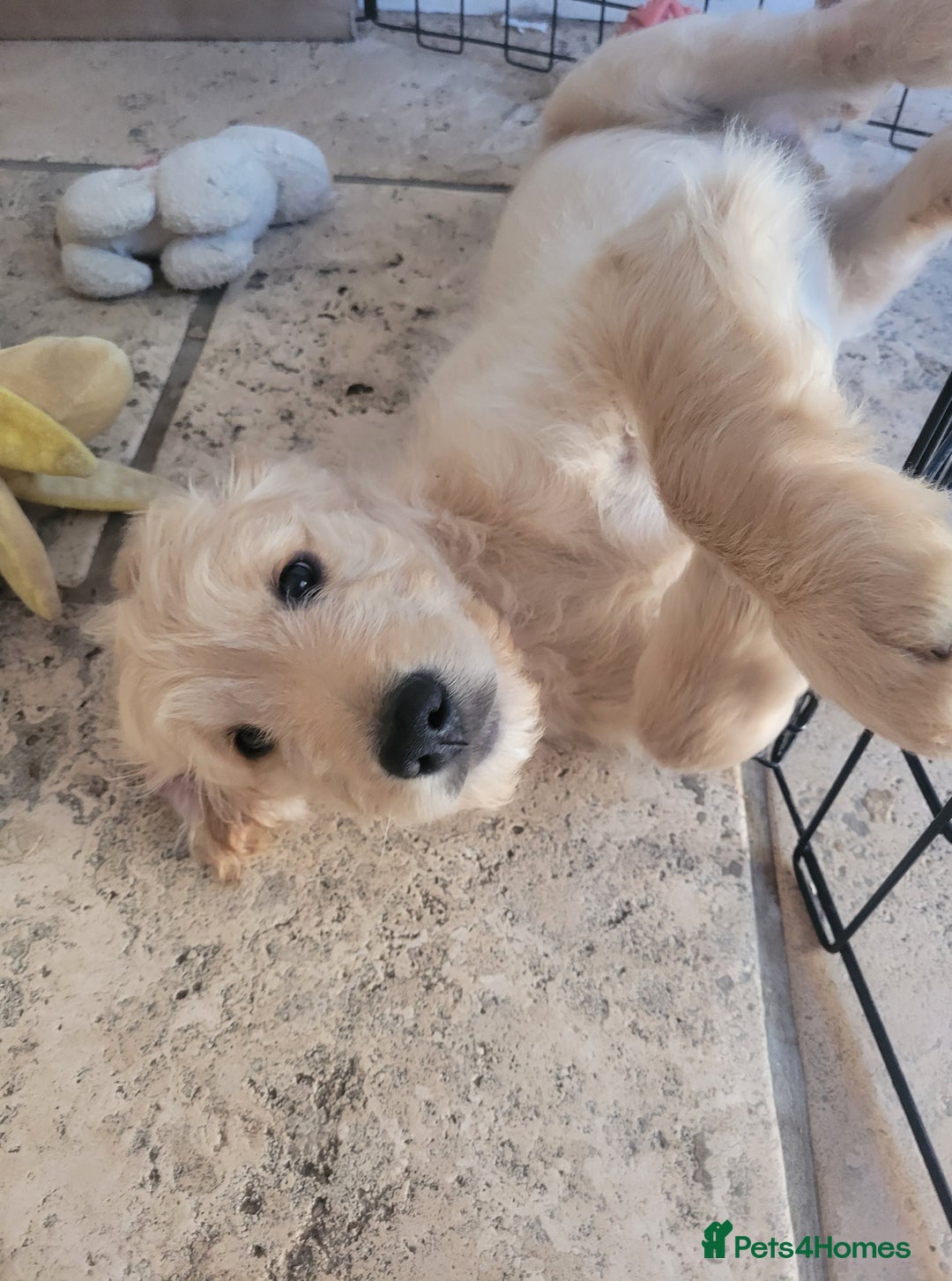 Goldendoodle dogs for sale: F1 Golden doodles by Varity Doodles  - Image 4