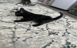 Bengal cats for sale: Mixed Breed Kittens  - Image 11