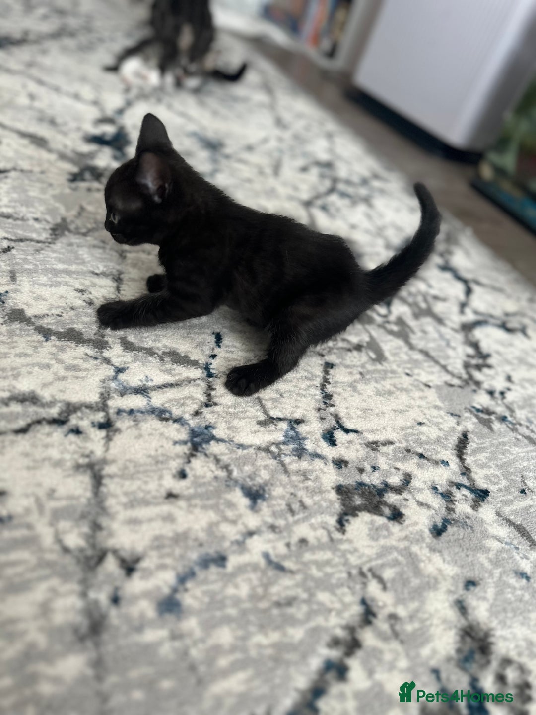 Bengal cats for sale: Mixed Breed Kittens  - Image 11