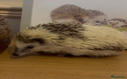 Pygmy Hedgehog rodents for sale: Male Pygmy hedgehog for rehoming - Image 3