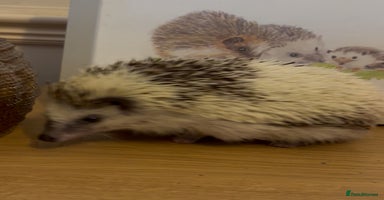 Pygmy Hedgehog rodents - Advert 14