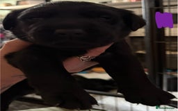 Labrador Retriever dogs for sale: Stunning litter of pure bred black Labrador pups  - Image 8