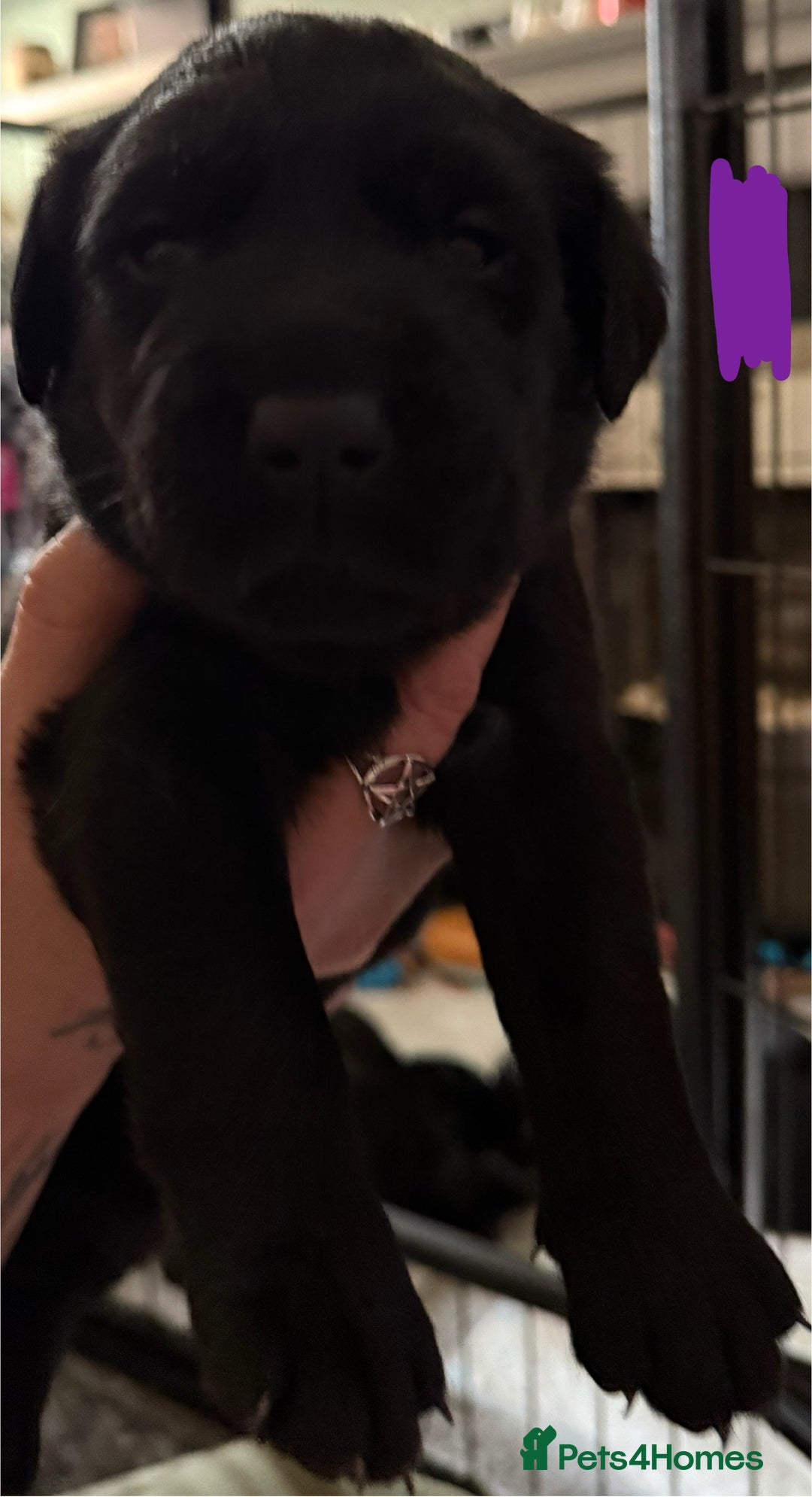 Labrador Retriever dogs for sale: Stunning litter of pure bred black Labrador pups  - Image 8