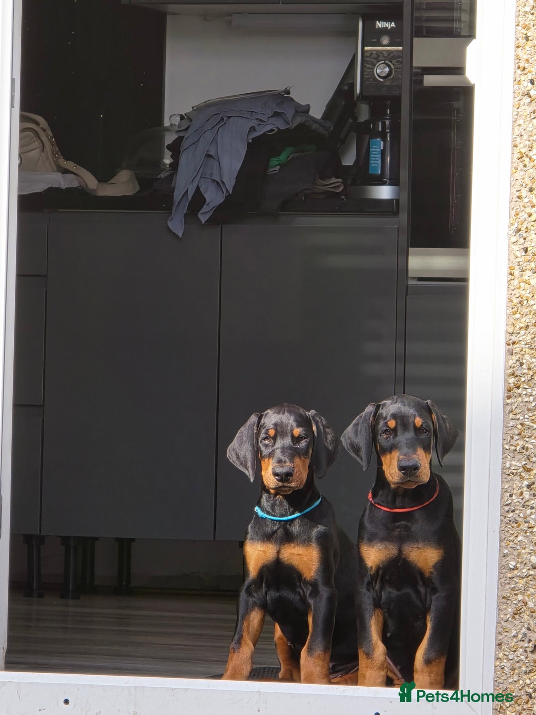 Dobermann dogs for sale: Dobermann puppies for sale in Morecambe - Image 4