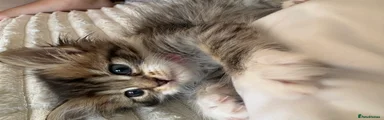 Persian 4