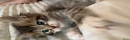 Persian cats for sale: Beautiful 1/4 Persian kittens - Advert 10