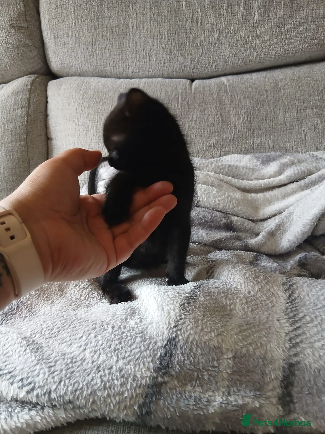 Mixed Breed cats for sale: 3 beautiful burmese X kittens  in Ilkley - Advert 23