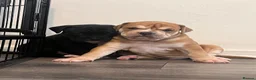 Alapaha Blue Blood Bulldog dogs for sale: Alapaha blue blood bulldog - Advert 18