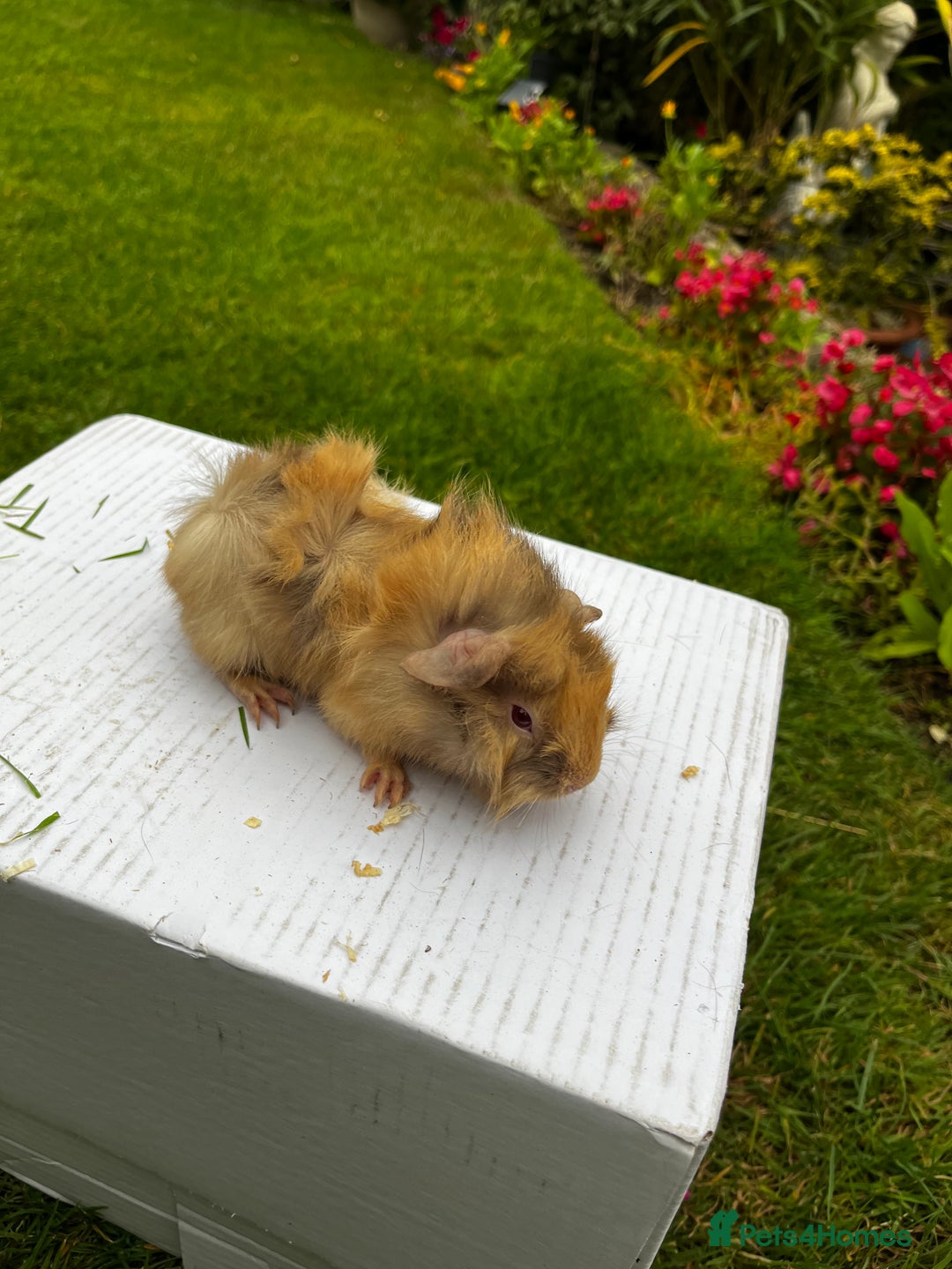 Guinea Pig rodents for sale: Baby boars  - Image 8