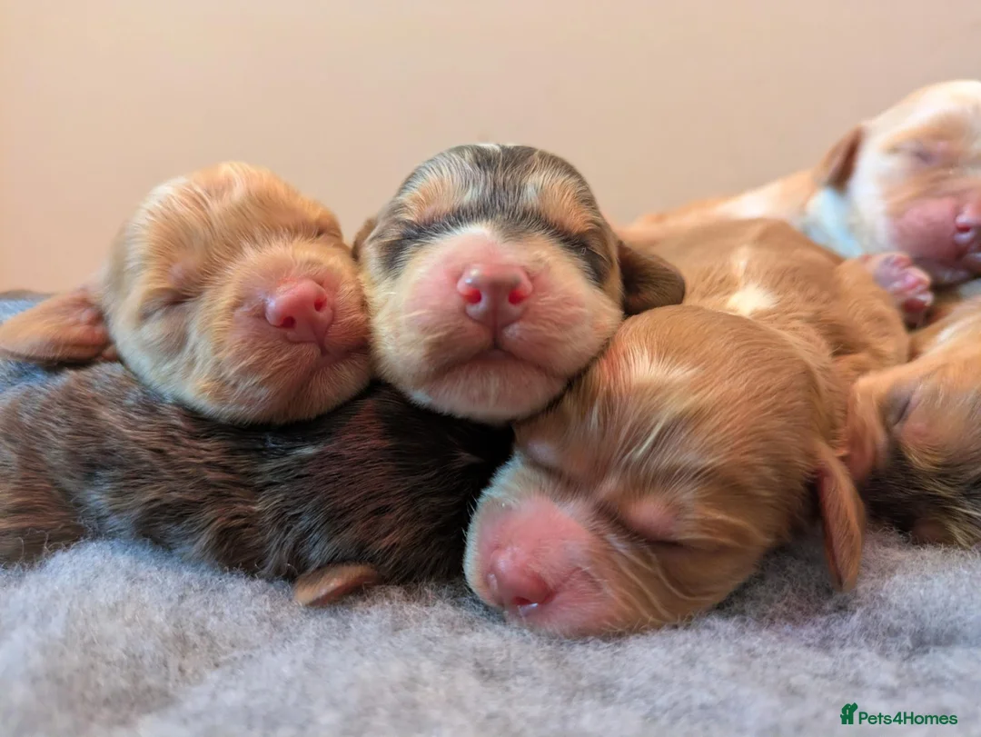 Cockapoo dogs for sale: Champion-Line Health Tested F1 Cockapoos - Advert 2