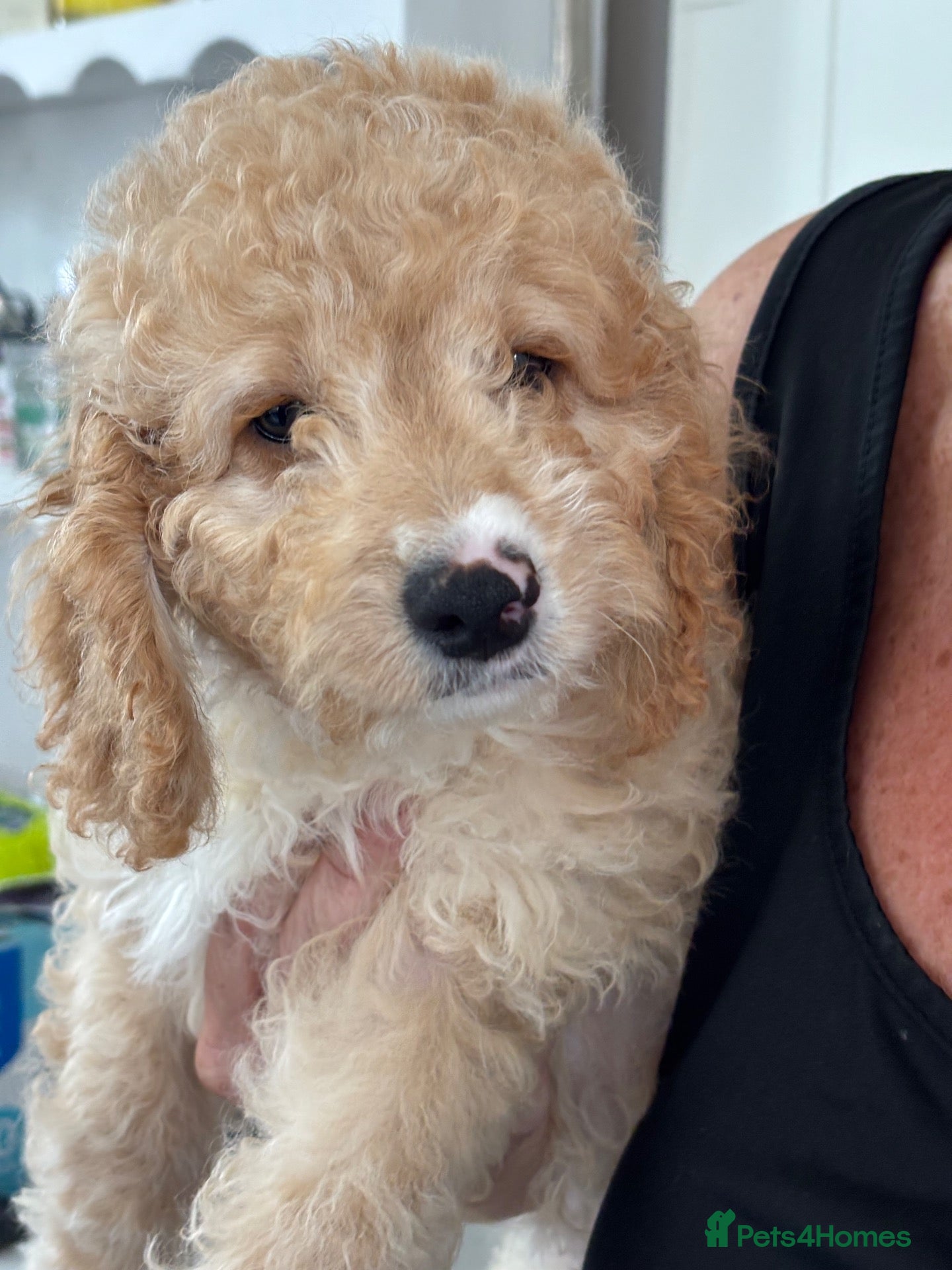 Cockapoo dogs Adorable out standing health checks - Advert 2