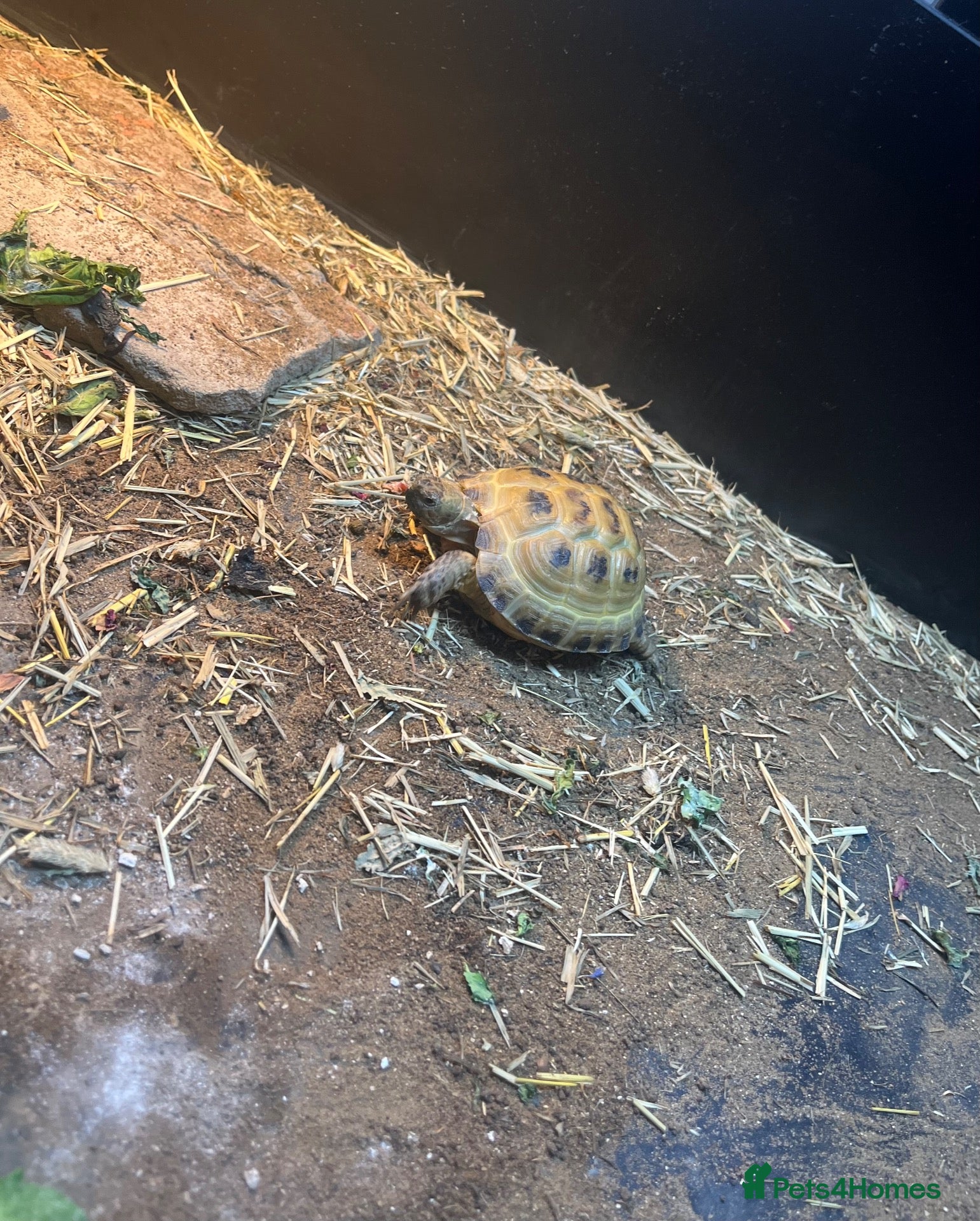 Tortoise reptiles 2025 Horsefield tortoise with full set up for sale - Advert 4