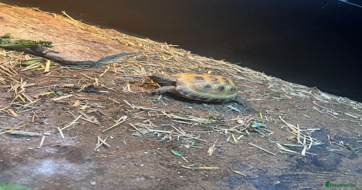 Horsefield Tortoise Reptiles for sale | Pets4Homes