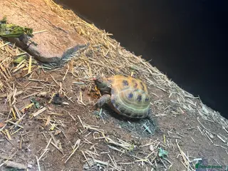 Tortoise reptiles 2025 Horsefield tortoise with full set up for sale - Advert 4