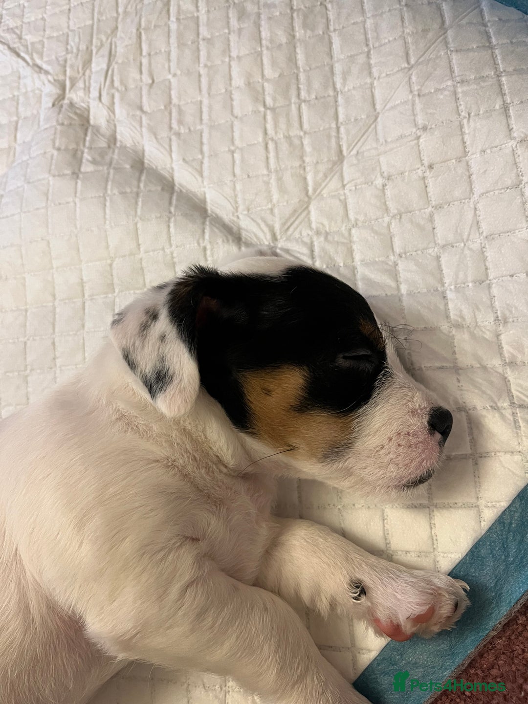 Jack Russell dogs for sale: Patchy 8 week old male broken coat terrier  - Advert 9