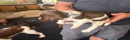 English Springer Spaniel dogs for sale: Working springer spaniels - Advert 11
