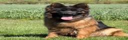 German Shepherd dogs for sale: Top Quality German shepherd Long Hair Puppies 🐾🥰 - Advert 5