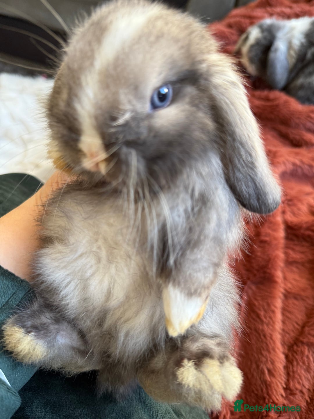 Mini Lop rabbits for sale: Gorgeous Mini Lops  - Advert 5