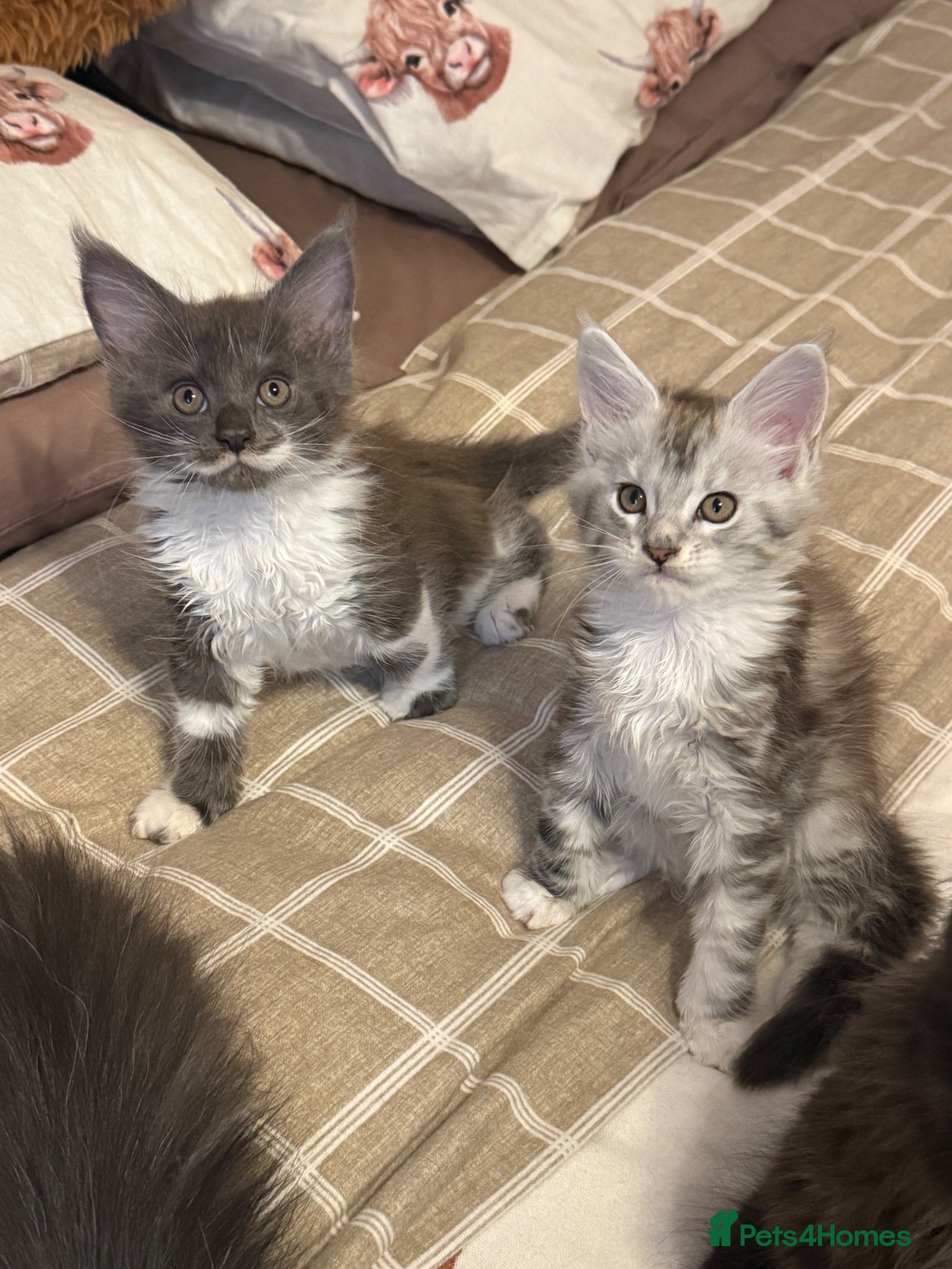 Maine Coon cats Stunning Maine Coon Litter Of Kittens  - Advert 4