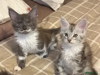 Maine Coon cats Stunning Maine Coon Litter Of Kittens - Advert 4