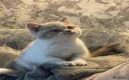 British Shorthair cats for sale: Kittens available to reserve  - Image 7