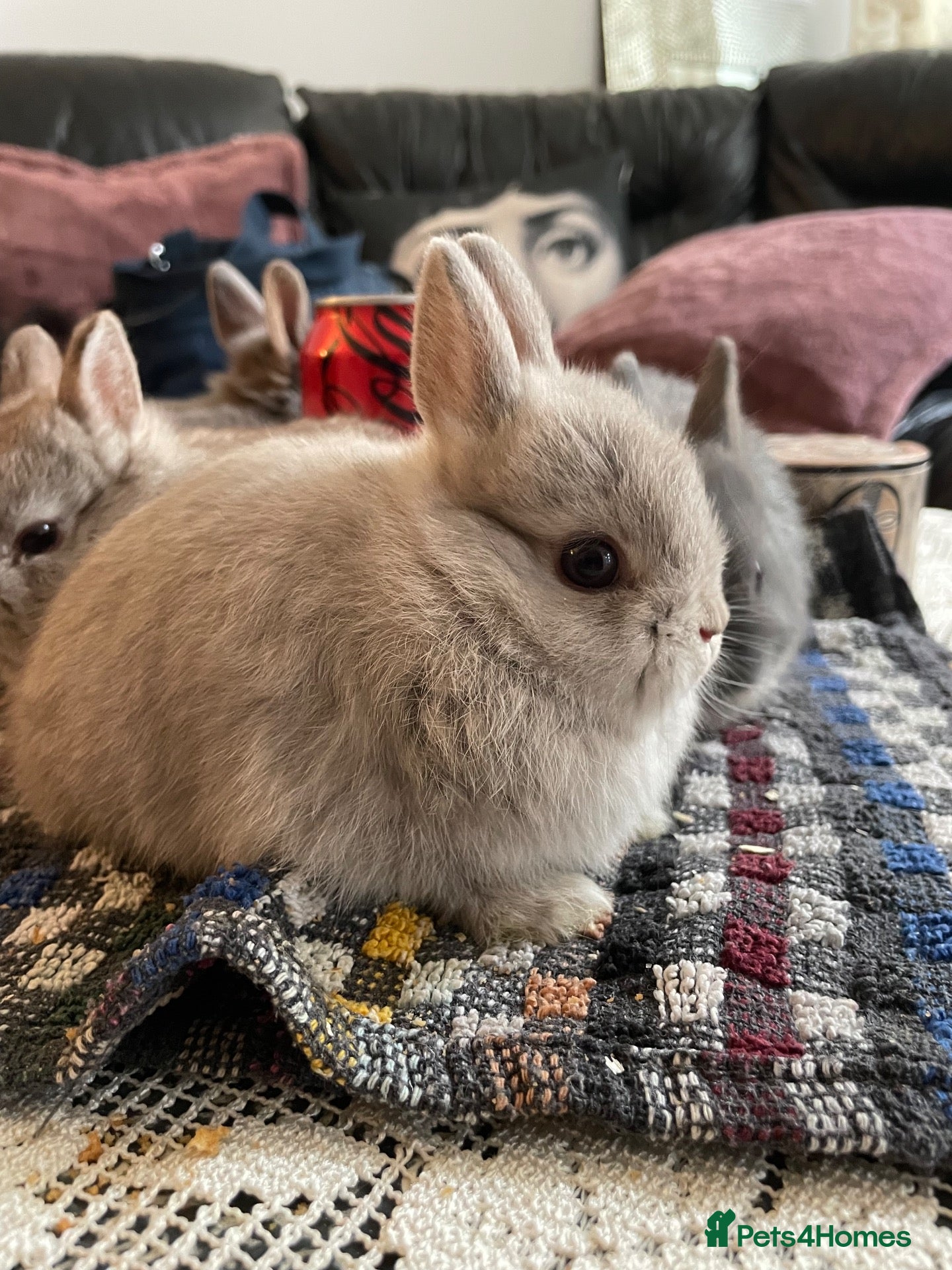 Netherland Dwarf rabbits Netherland Dwarf purebred Baby Rabbits NEW  - Advert 1